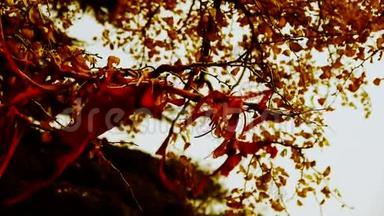 红丝带缠绕在树枝上，郁郁葱葱的银杏树在微风中，树干，森林，树林..
